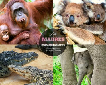 Las mejores madres del reino animal