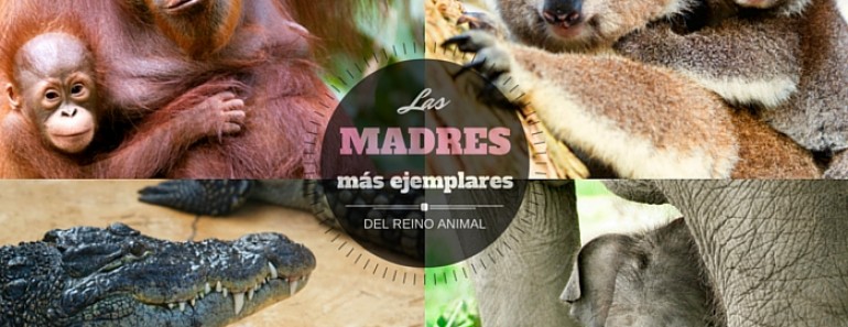Las mejores madres del reino animal