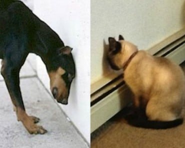¿Tu perro o tu gato pega la cabeza contra la pared? Llévalo al veterinario