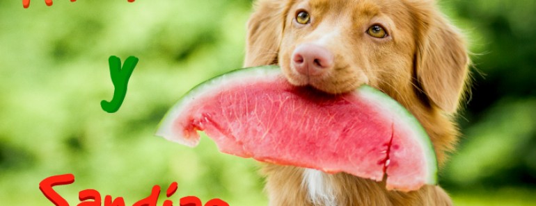 18 Divertidos gifs de Animales y Sandías