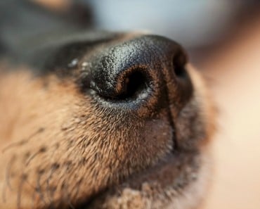 Los perros pueden oler los niveles bajos de azúcar en sangre en diabéticos
