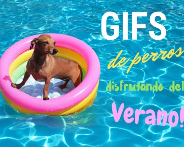 Gifs graciosos de perros bañándose y disfrutando del verano