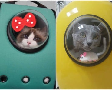 Ingeniosas mochilas con ventana de burbuja para transportar a gatos