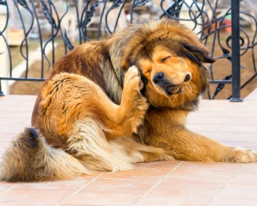 Cómo eliminar las garrapatas y pulgas en perros rápidamente