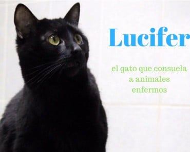 Lucifer, el gato paralítico que consuela a animales enfermos