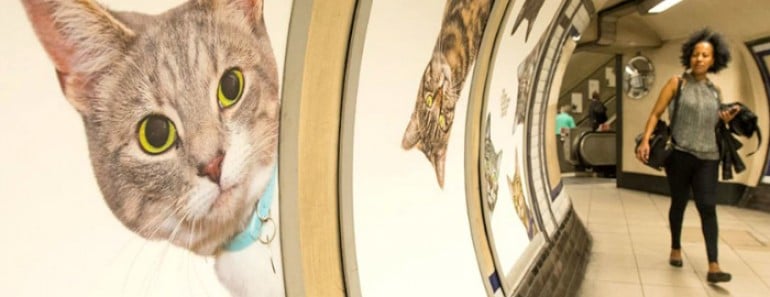 Carteles del metro de Londres han sido reemplazados por imágenes de gatos