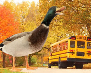 Un pato se emociona al ver llegar a su dueño del colegio
