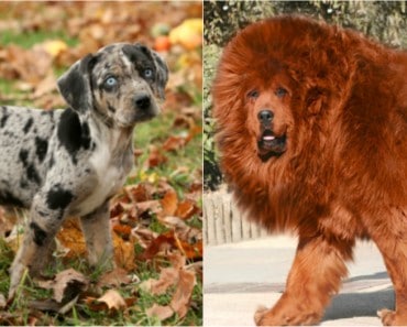 Razas de perro muy extrañas que seguramente no conocías