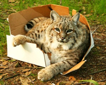 ¡A los gatos grandes también les gustan las cajas!