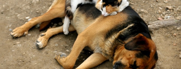 25 Fotos divertidas de Gatos durmiendo encima de Perros