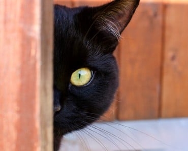 10 Curiosidades y datos interesantes sobre los Gatos Negros