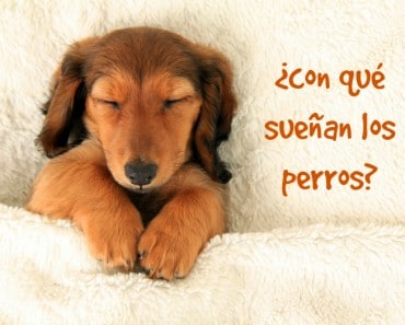 Científicos descubren con qué sueñan los perros