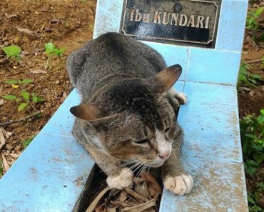 Una gata no se separa de la tumba de su humana desde hace un año