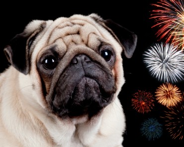 Trucos y consejos para calmar a un perro cuando hay fuegos artificiales