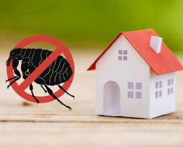 Cómo eliminar las pulgas en casa y evitar que vuelvan