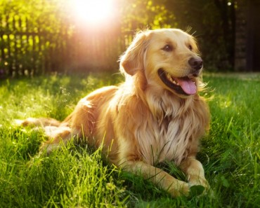 Grandes mitos sobre los perros: ¿Verdaderos o falsos?