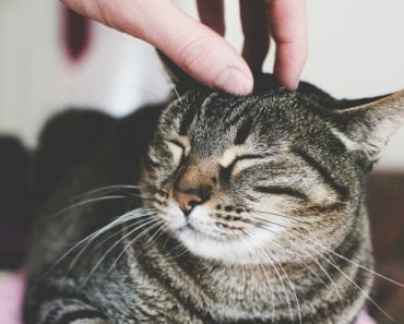 Consejos para que tu gato doméstico sea feliz y esté sano