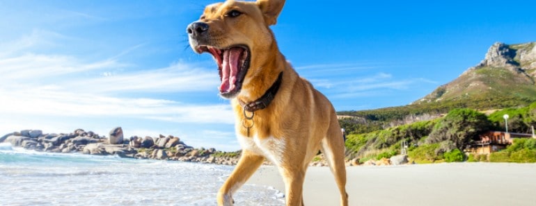 Playas que admiten perros en España 2017