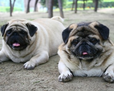 Cómo identificar y evitar el sobrepeso en perros