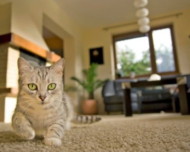 Cómo vigilar a tu mascota mientras no estás en casa