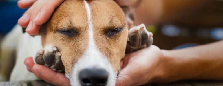 ¿Qué hago si mi perro se ha envenenado o intoxicado?