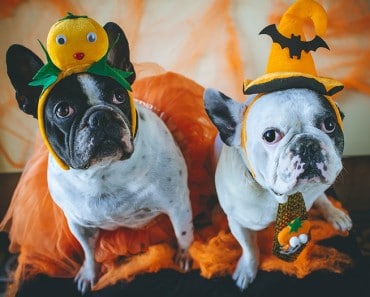 Halloween Animal... ¡Disfraces terroríficos!
