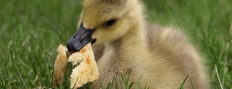 ¿Qué comen los patos? Los patos y su alimentación