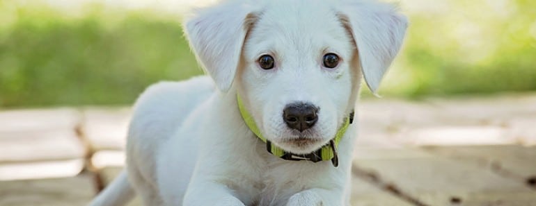 ¿Cuándo es adulto un perro?