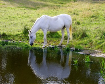 ¿Cuánta agua bebe un caballo al día?
