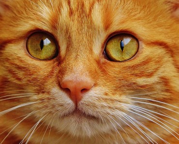 Frases de gatos: Si te gustan los gatitos no te pierdas estas frases