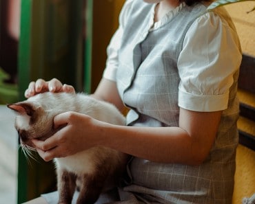 Lombrices en gatos: Cómo deshacerte de los parásitos intestinales