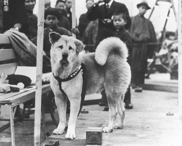 Hachiko: La historia del perro más fiel
