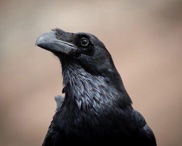 17 Alucinantes curiosidades sobre los cuervos