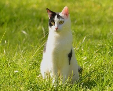 Cómo refrescar a tu gato cuando hace mucho calor