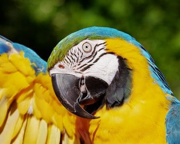 ¿Qué comen los loros? La alimentación del loro