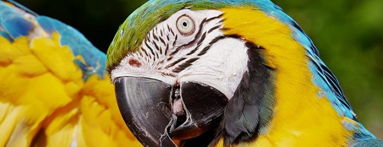 ¿Qué comen los loros? La alimentación del loro