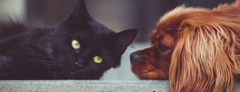 Cómo afecta el Coronavirus a nuestras mascotas