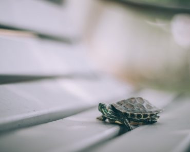 Ventajas e inconvenientes de tener una tortuga como mascota