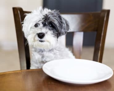 10 comportamientos problemáticos en perros y cómo evitarlos