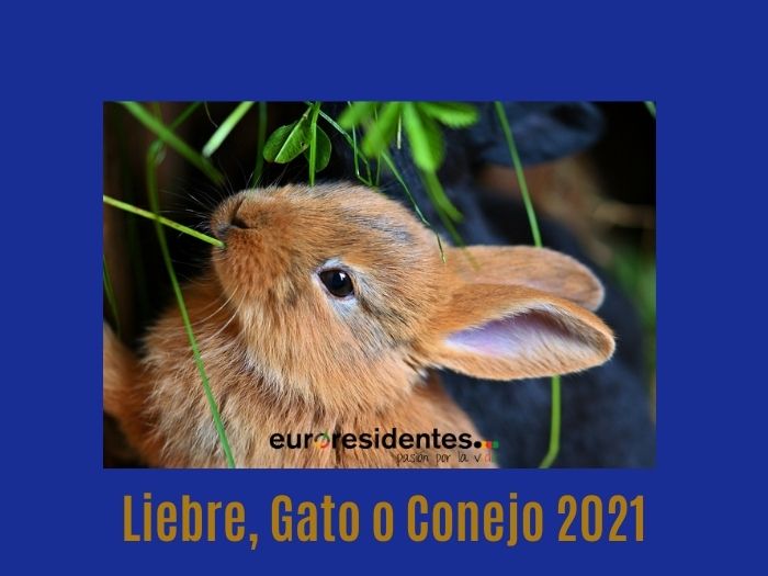 Liebre o Gato o Coneno 2021 Horóscopo Chino