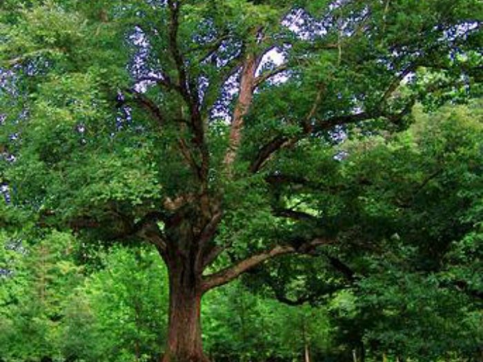 Tipo de árbol según tu cumpleaños, cedro