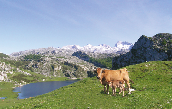 picos de europa