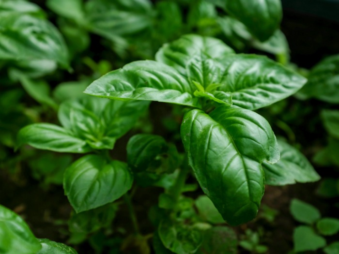 Cuidados planta  albahaca