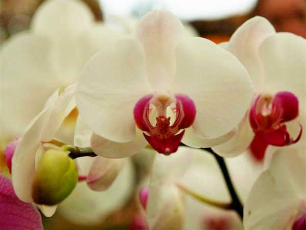 Orquideas (Phalaenopsis) 