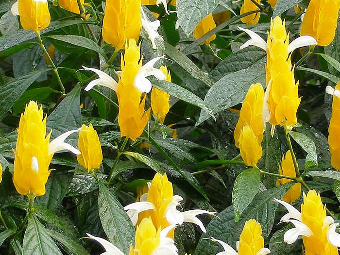 Pachistachis Lutea