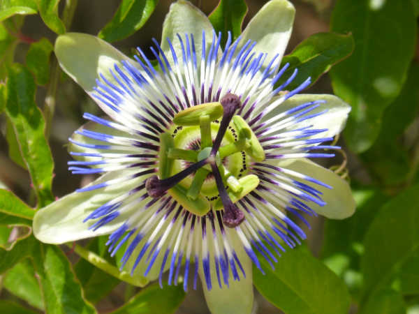 Pasionaria (Passiflora caeruela)