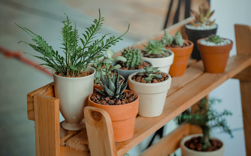 Clases de plantas y cuidados necesarios