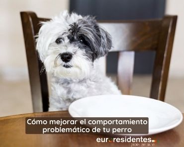 Descubre como modificar estos 10 comportamientos problemáticos de tu perro