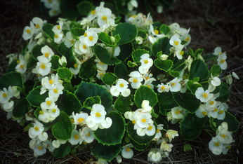 Jardinería, Plantas de interior, Begonia