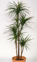 dracena